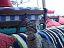 Dahab 5